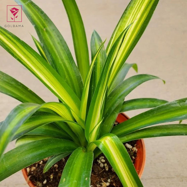 عوامل مهم در نگهداری از گیاه گل گندمی: کود دادن