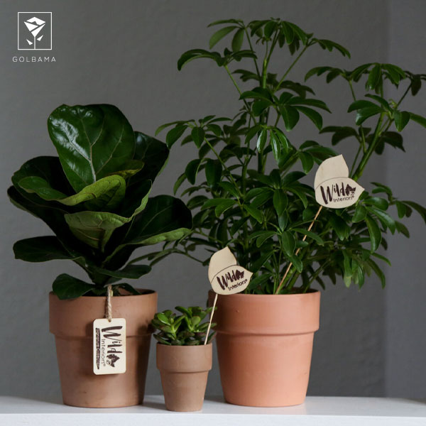 فیکوس لیراتا مینیاتوری