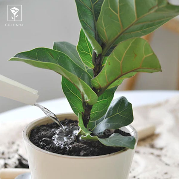 شرایط نگهداری لیراتا: چه خاکی برای نگهداری لیراتا در منزل خوب است؟