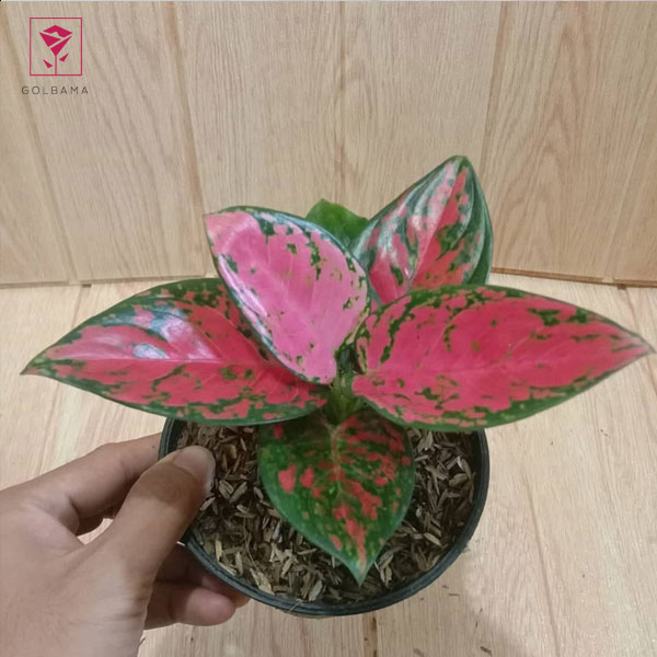  آگلونما هندوانه‌ای 