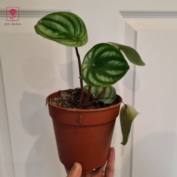 آبیاری بیش از حد پپرومیا