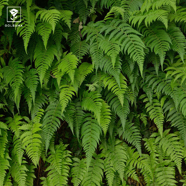 آبیاری بیش از حد سرخس: آیا می‌توان گیاه را نجات داد؟