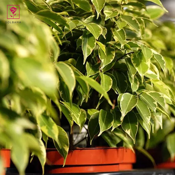 آبیاری درختچه آپارتمانی بنجامین