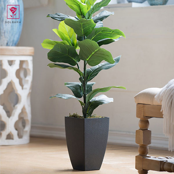 آبیاری درختچه آپارتمانی لیراتا