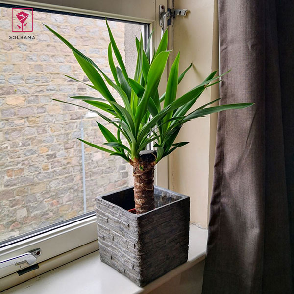 آبیاری درختچه آپارتمانی یوکا