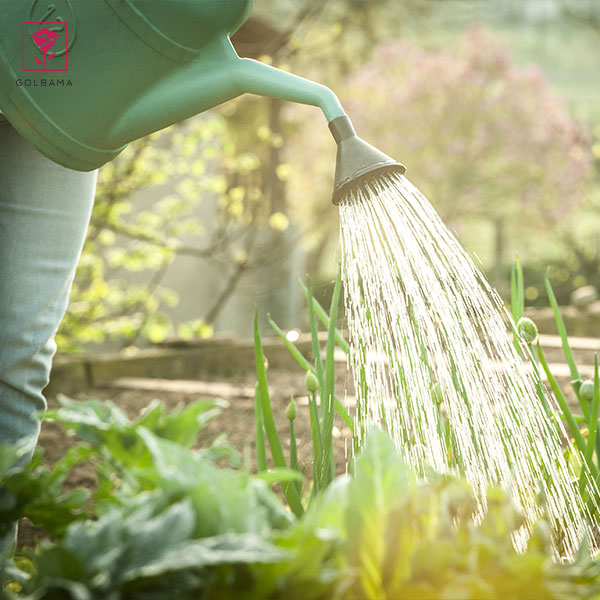 آبیاری گیاه پس از دوره‌ی خواب