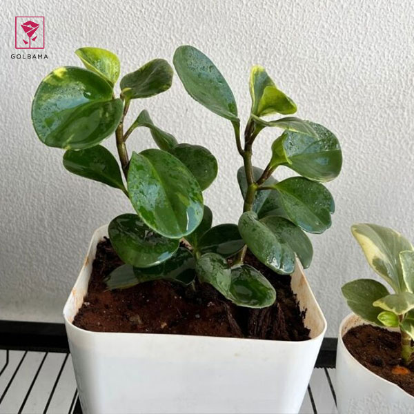 آفات گیاه پِپرومیا