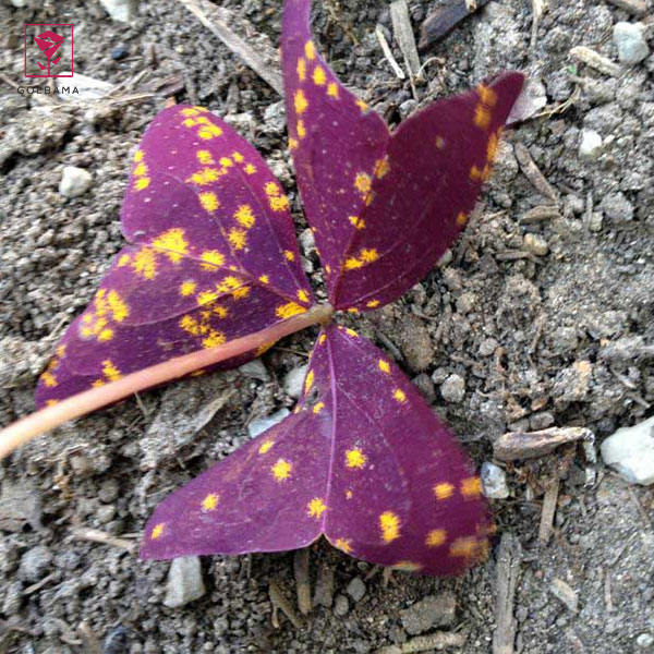 مشکلات گل اگزالیس: آفات و بیماری‌ها