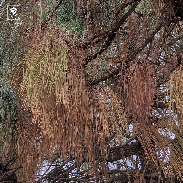 آفات و بیماری‌های رایج گیاه