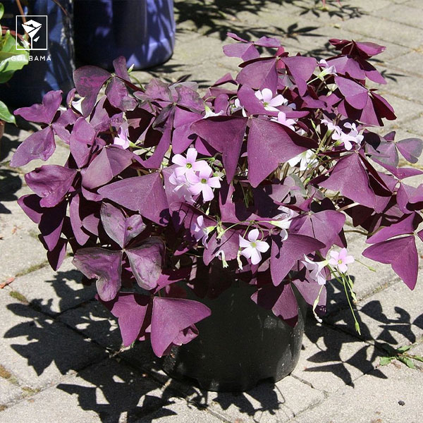 آفت ریشک‌بال یا تریپس