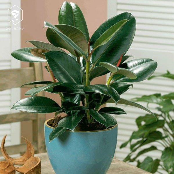 آفت گل فیکوس الاستیکا