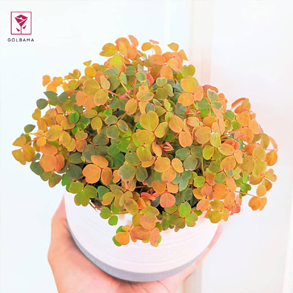 اگزالیس گدازه‌ی مذاب (Molten Lava oxalis)