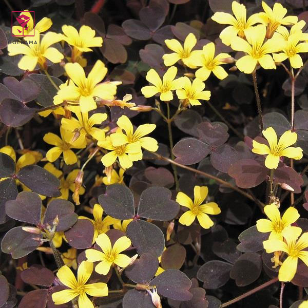 اگزالیس زین فاندل (Zinfandel)