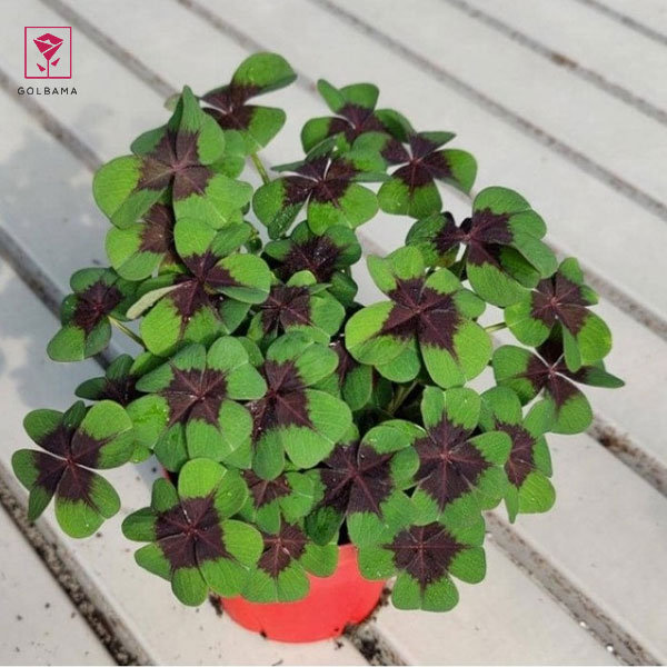 اگزالیسِ صلیب آهنی (Iron Cross oxalis)