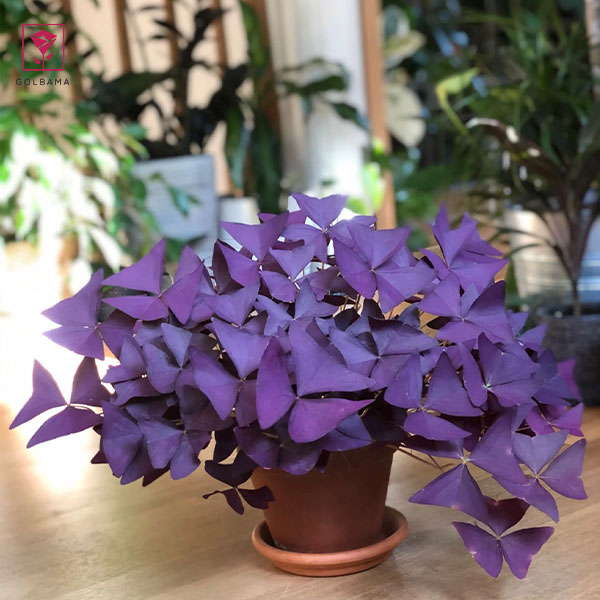 اگزالیسِ زیبا و ترکیبات رنگی متنوع