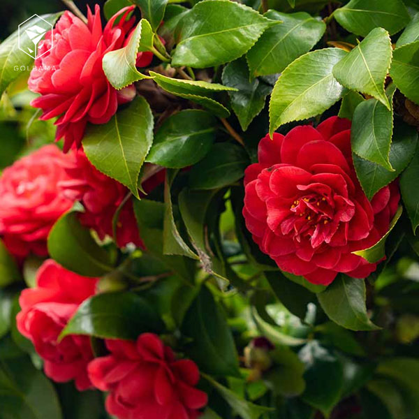 دسته گل هدیه عقد با گل کاملیای قرمز