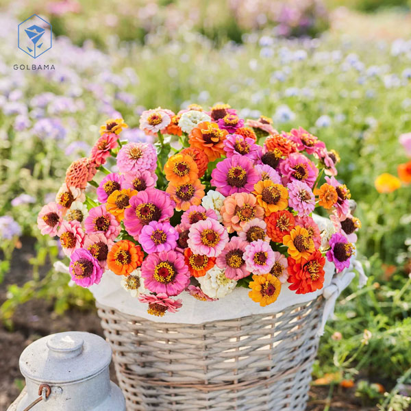 سبد گل تولد جدید با گل آهاری