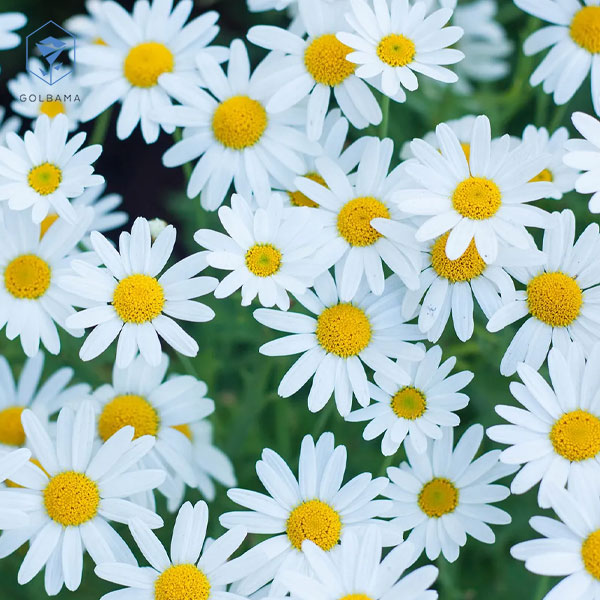 با گل مینا سبد گل تولد نوزاد 