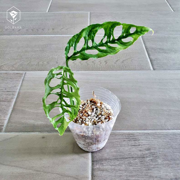 گل برگ انجیری آبلیکوآ