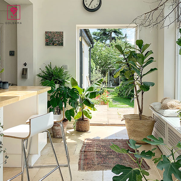 معرفی انواع درختچه آپارتمانی