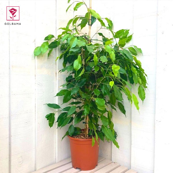 انواع فیکوس بنجامین