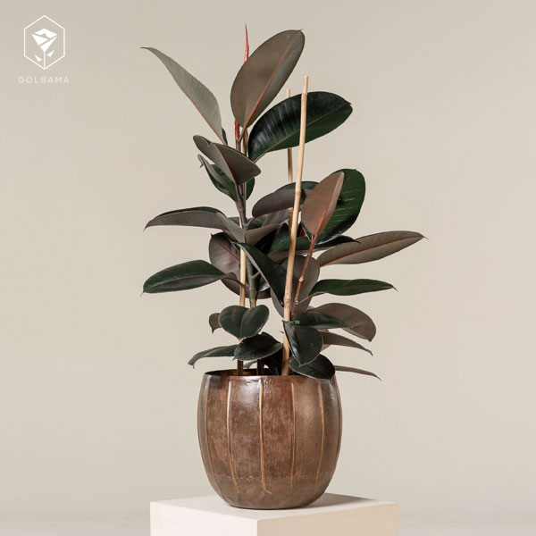 انواع گل الاستیکا