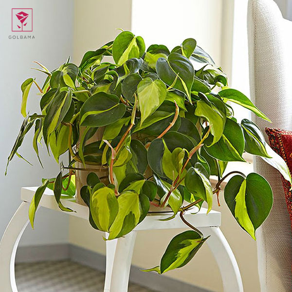 انواع گل فیلودندرون