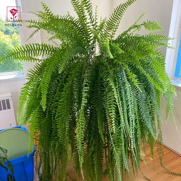 انواع گیاه سرخس آپارتمانی