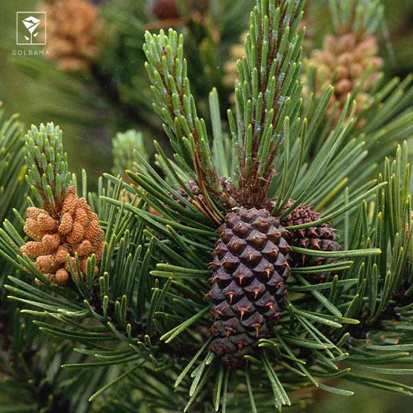 انواع کاج مطبق