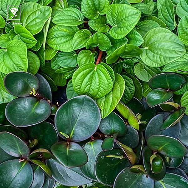 انواع پپرومیا