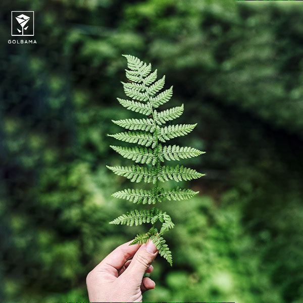 آشنایی با گیاه سرخس