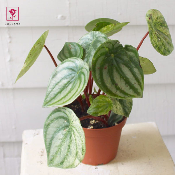 آیا گیاه پپرومیا سمّی است؟