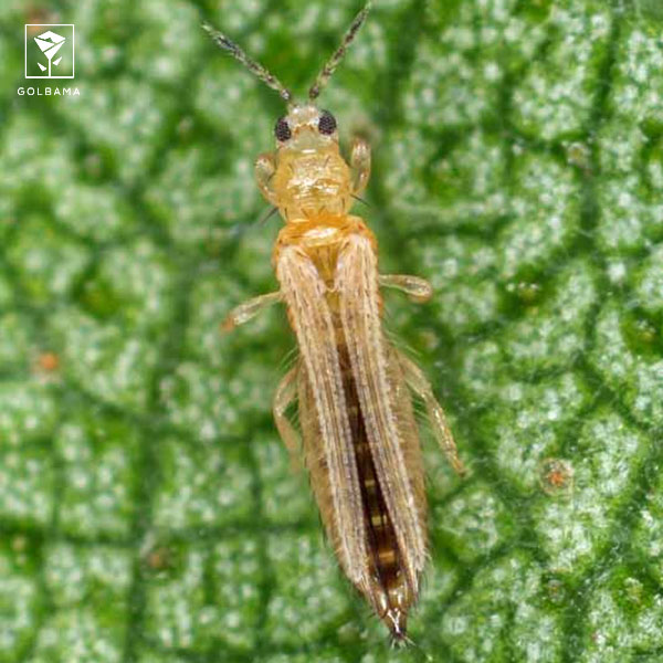 از بین بردن تریپس در اگزالیس