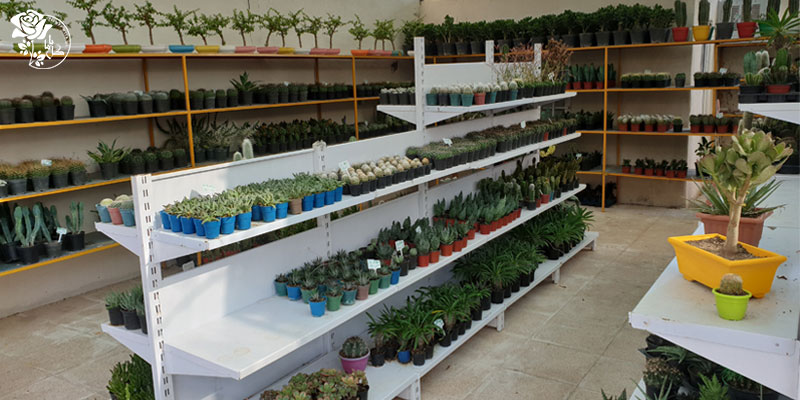 بازار گل شهید بابایی - خرید انواع گیاهان گلدانی