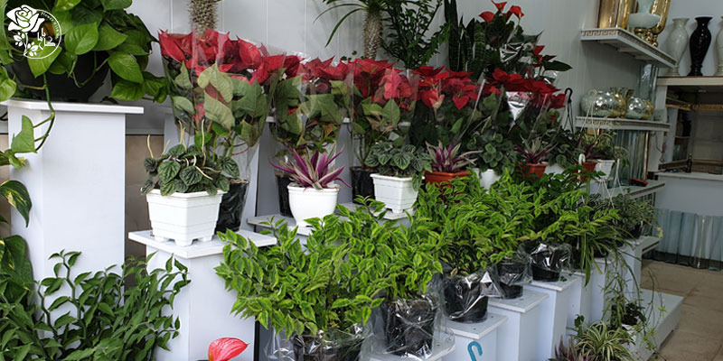 ساعت کاری بازار گل شهید بابایی