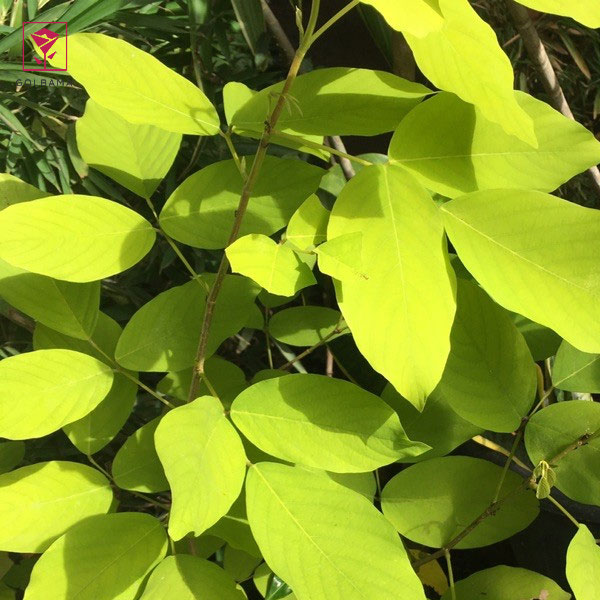 برگهای شکننده بنجامین نشانه چیست؟