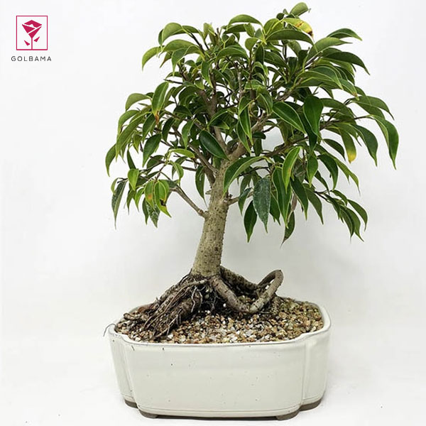 بونسای فیکوس بنجامین