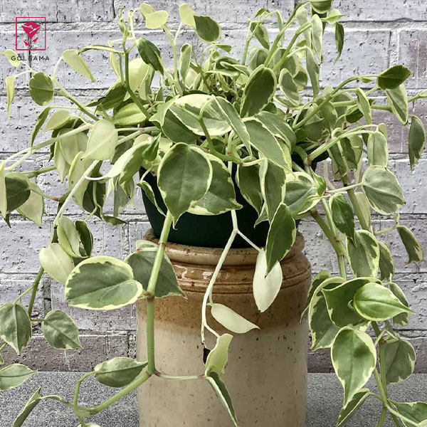 بیماری پیتیوم گل پپرومیا