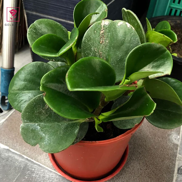 بیماری‌های گیاه پپرومیا