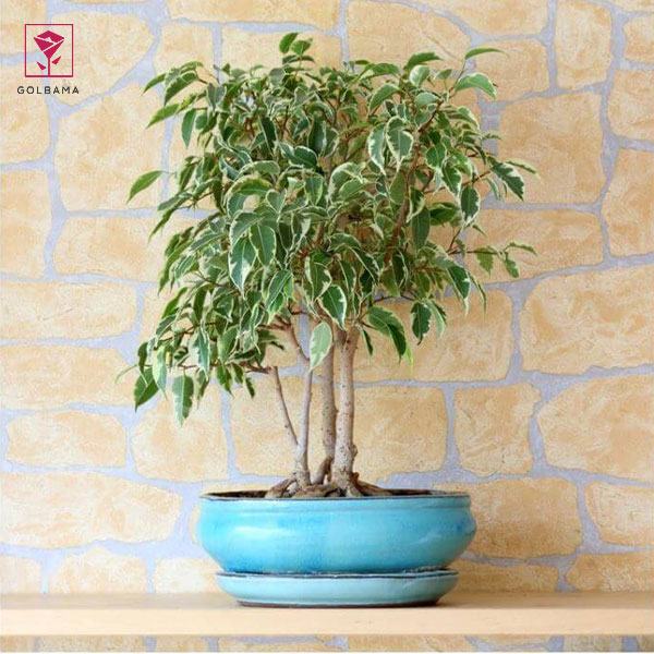 چگونه از گیاه بنجامین نگهداری کنیم