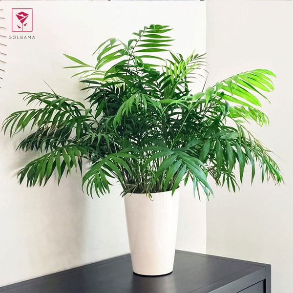 چگونه از گیاه شامادورا نگهداری کنیم