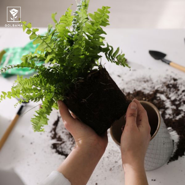 چگونه فرآیند تعویض گلدان سرخس را سریعتر کنیم؟