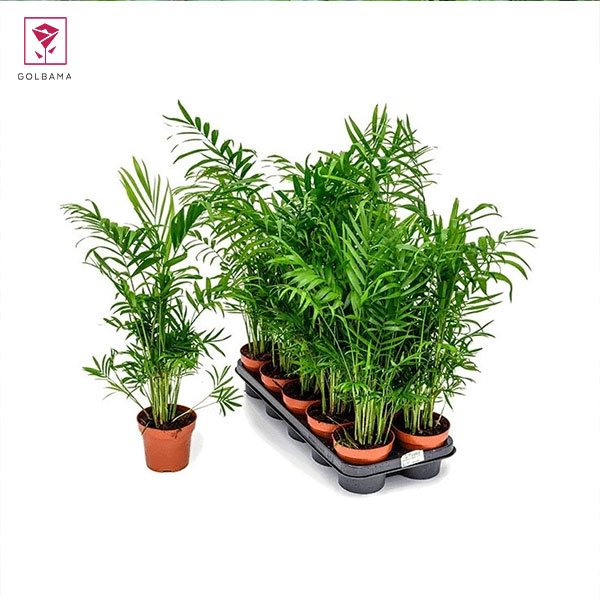 چگونه نخل شامادورا را تکثیر کنیم