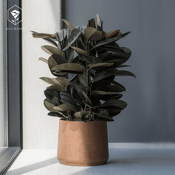 کود دهی گل فیکوس الاستیکا