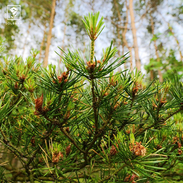 دما و رطوبت مورد نیاز کاج مطبق