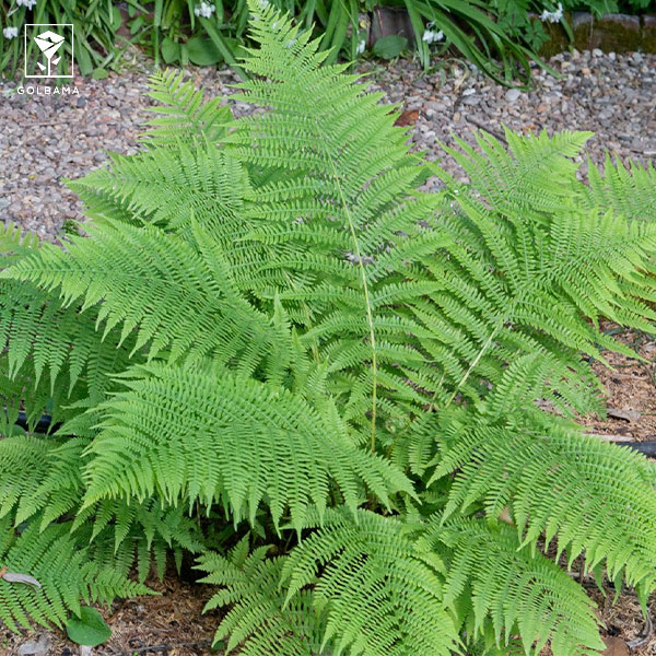 دمای مناسب نگهداری سرخس در زمستان