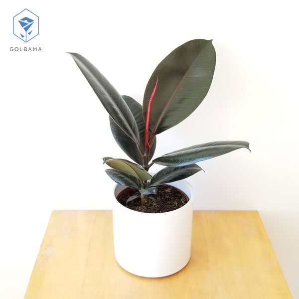 دمای مطلوب الاستیکا