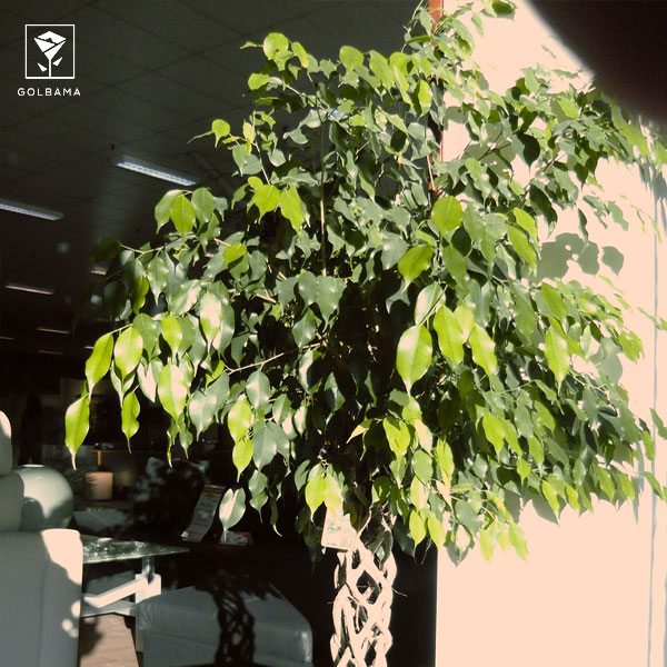 دمای مورد نیاز بنجامین