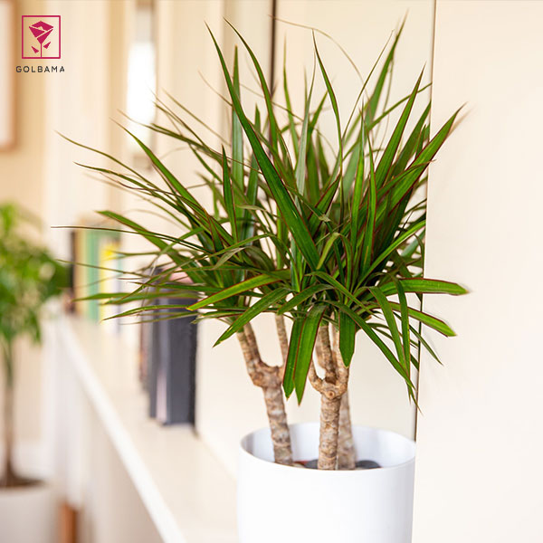 درختچه آپارتمانی دراسنا (Dracaena)