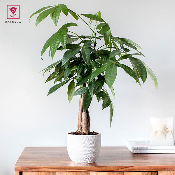 درختچه آپارتمانی درخت پول (Guiana Chestnut)